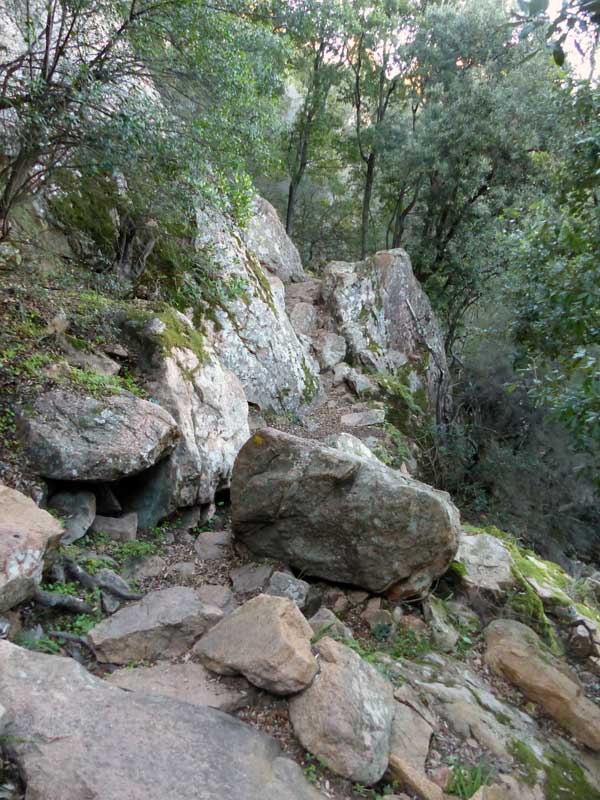Piana : le sentier sous les arbres