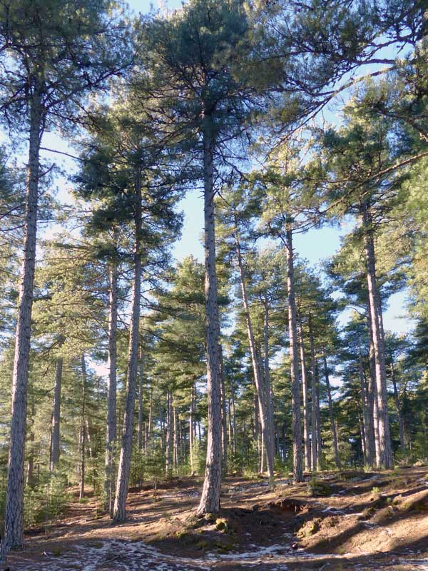 Foret-de-Valdu-Niellu-pins-laricio