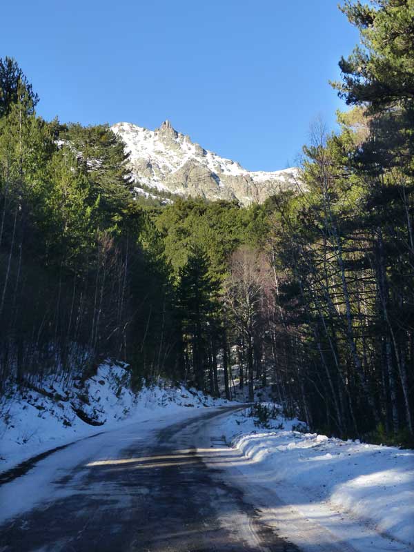 Foret-de-Valdu-Niellu-pins-laricio