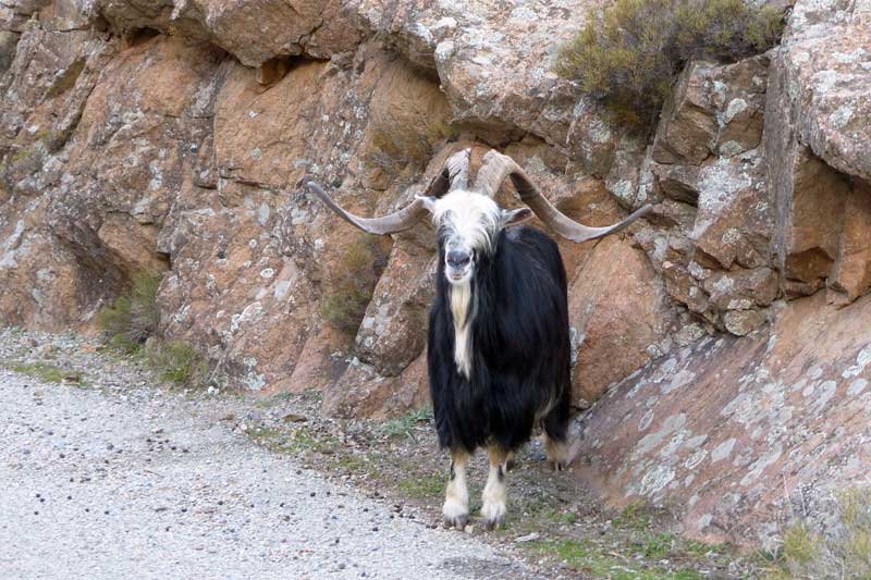 Caprins corses...
