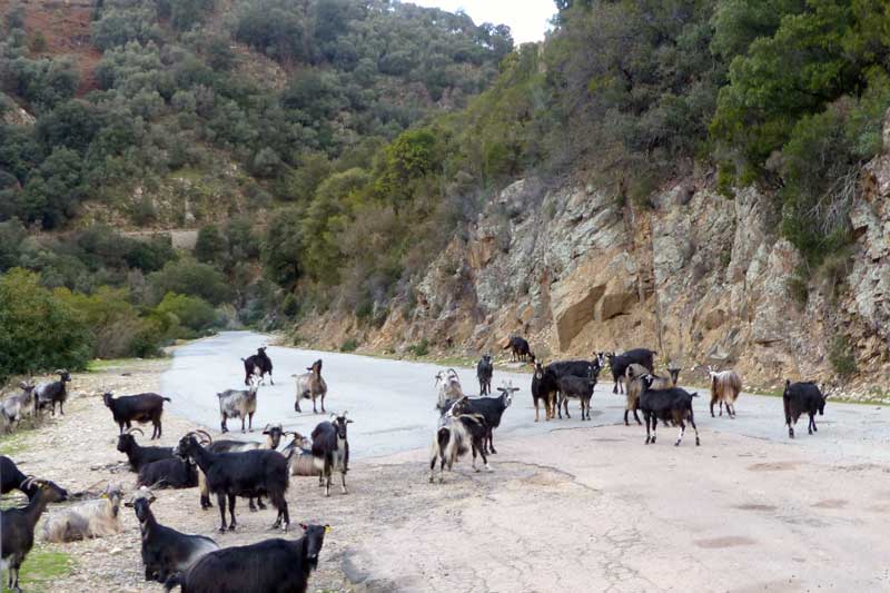 Troupeau-de-chevres-en-montant-a-Ota
