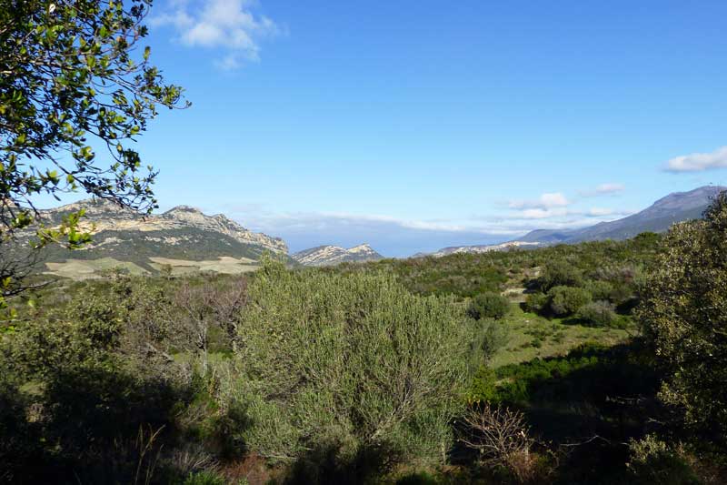 La-campagne-depuis-Poggio-d'Oletta