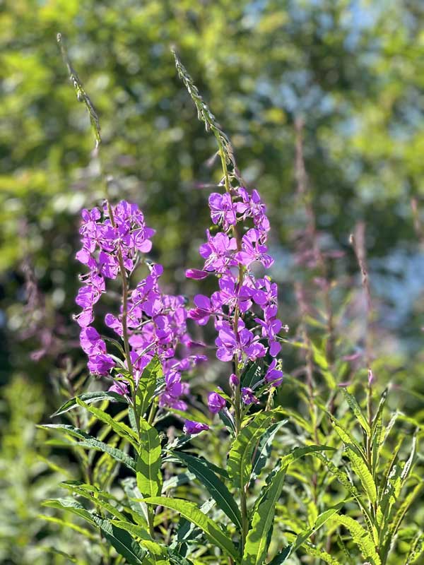 Spirit-Garden : :épilobes