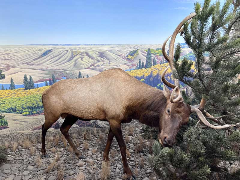 Caribou.jpg