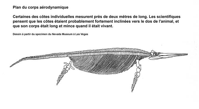 Shonisaurus, un ichtyosaure géant