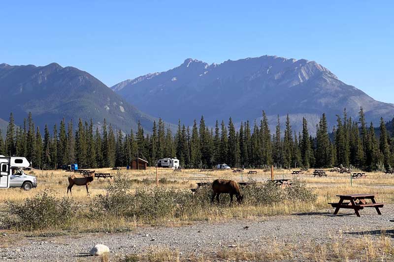 Daims dans le Snaring Campground auxiliaire