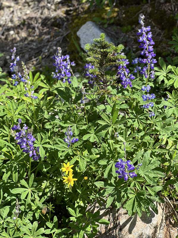 Lupins