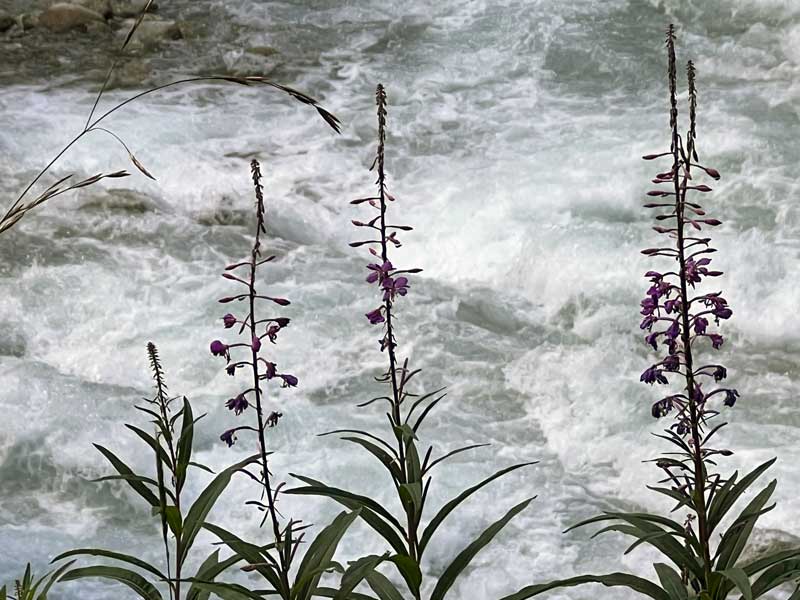 Illicilleweat-epilobes-au-bord-du-torrent
