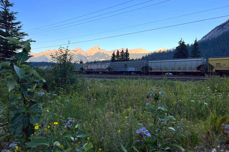 Field : fleurs, train et montagnes
