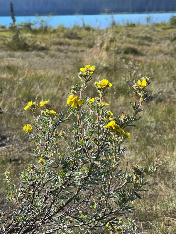 Potentille arbustive