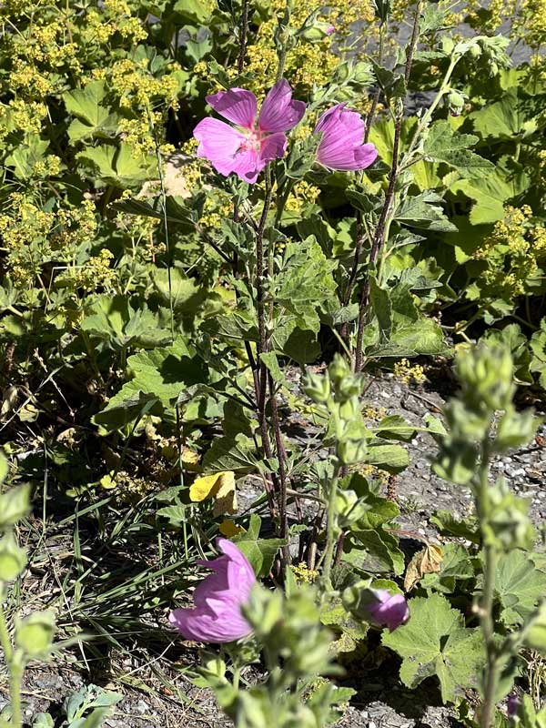 Mauve musquée