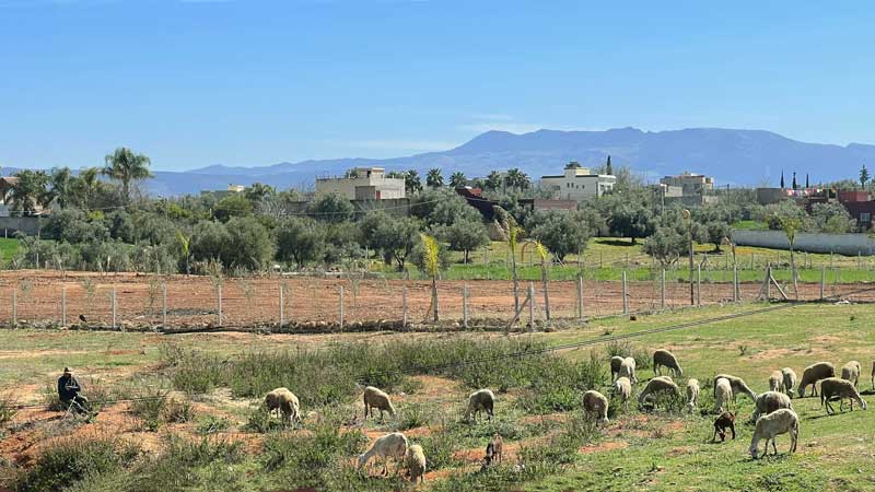 Fes : les moutons et ;es montagnes depuis le
                  restaurant