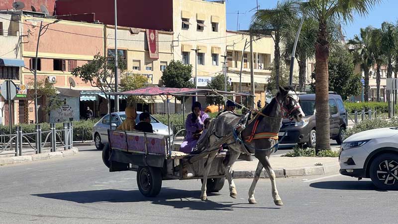 Sidi-Bennour-carriole-taxi-attelee
