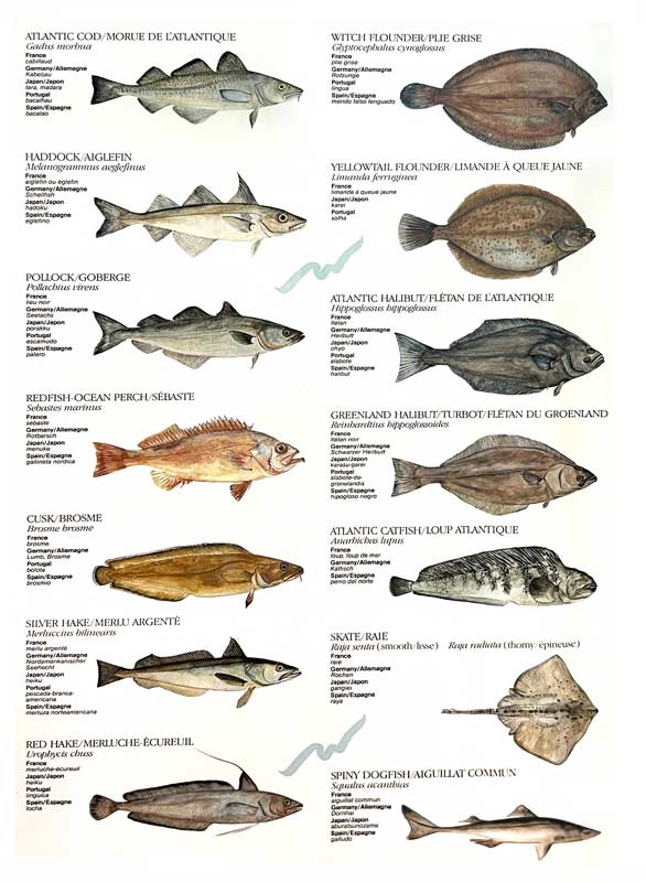 Les poissons récoltés dans l'Atlantique Nord