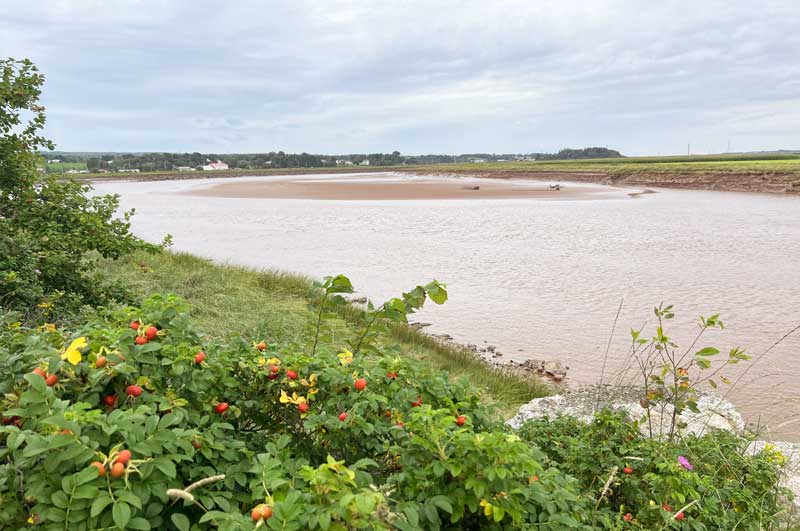Truro-Fundy-Discovery : les églantiers au dessus de
            Salmon River