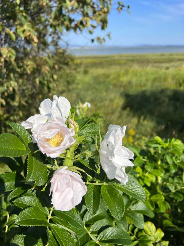 Églantine sur l'aboiteau de
                  St-André-de-Kamouraska