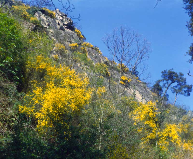Les genêts de l'Orne au printemps