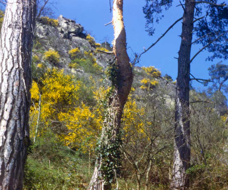 Genets en fleurs sur les rochers de Brisevielle
