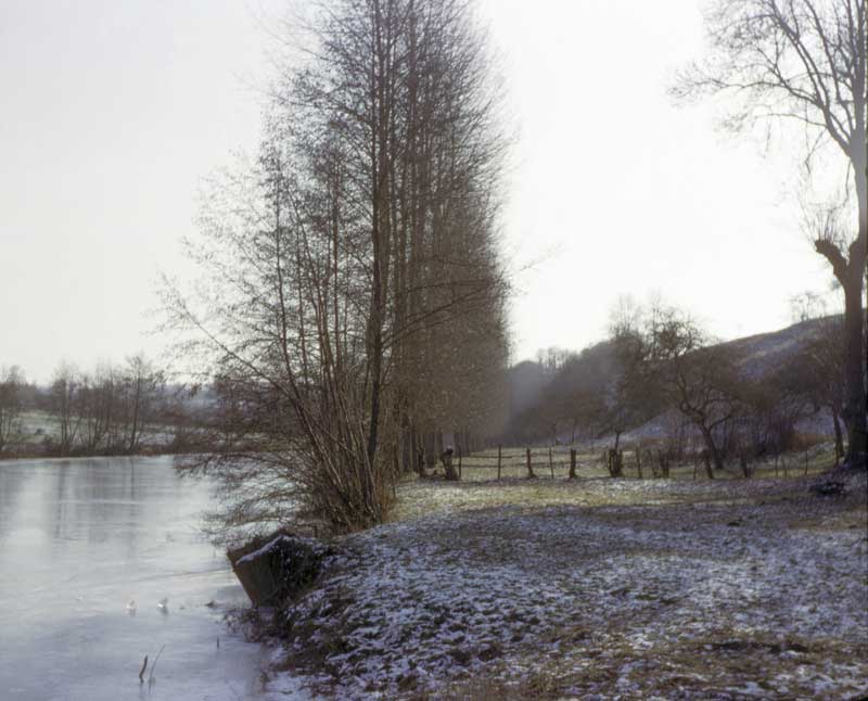 Peupliers le long de la rivière glacée