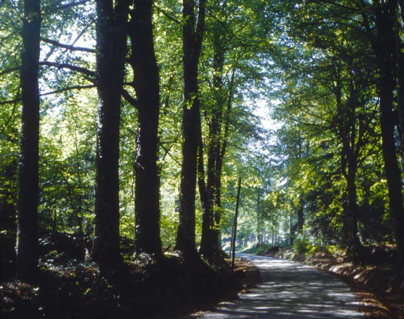 Bois du Champ-de-la-Pierre