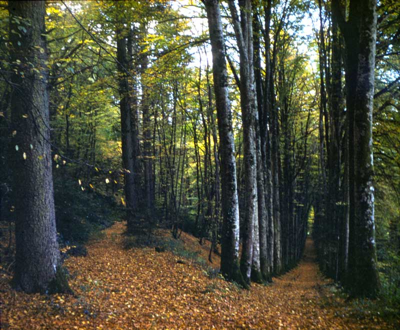 Le bois entourant le Chateau Ganne