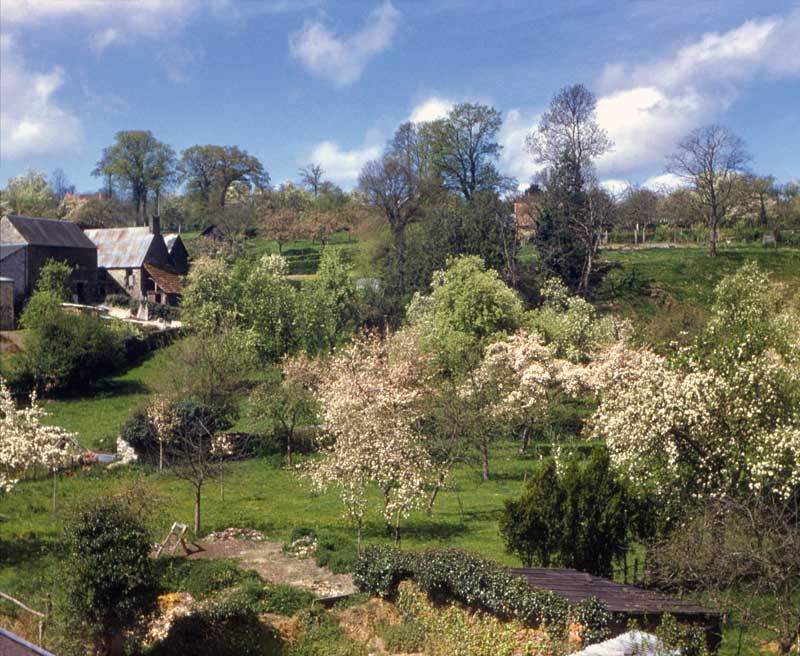 Pommiers et poiriers en fleurs dans le village