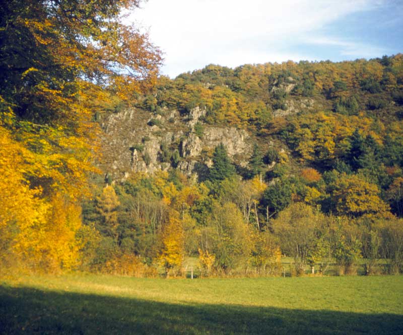 Le bois du Fay un soir d'automne