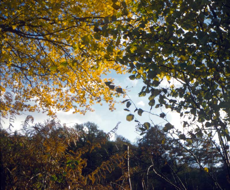 Suisse-Normande : feuillage d'automne au Moulin de
              Blot