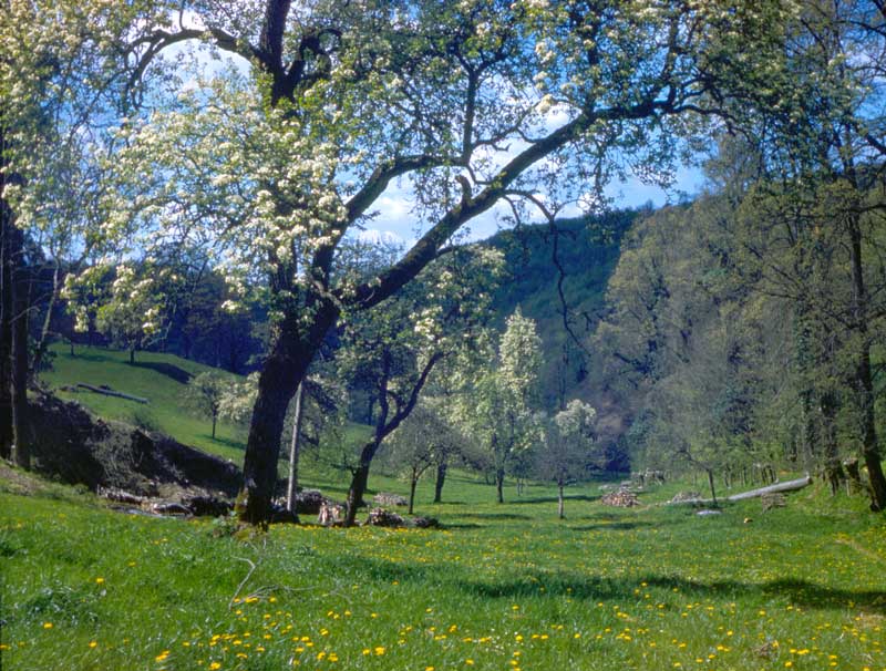Pommiers en fleurs à la Pommeraie