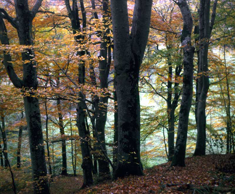 La Pommeraye : bois du Château-Ganne